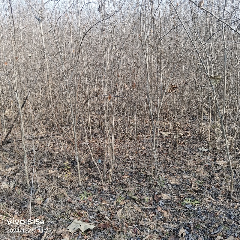 杜仲基地杜仲苗0.5到3公分苗量大，价格优惠，需要的联系