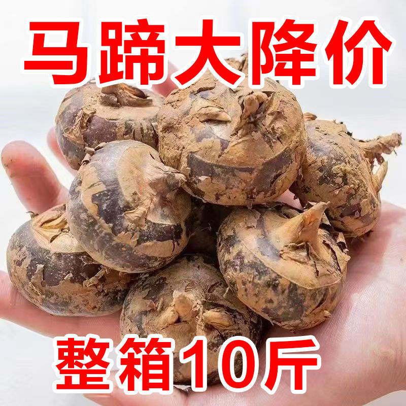 新鲜正宗实惠荸荠马蹄地栗水果特大现挖特产农家蔬菜马蹄脆甜多汁