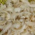 牛鞭花火锅食材开袋即涮牛鞭花边角火锅串串麻辣烫