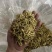 金银花北花一号种植大户产地直销价优欢迎各大老板采购