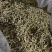 金银花北花一号种植大户产地直销价优欢迎各大老板采购