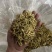 金银花北花一号种植大户产地直销价优欢迎各大老板采购