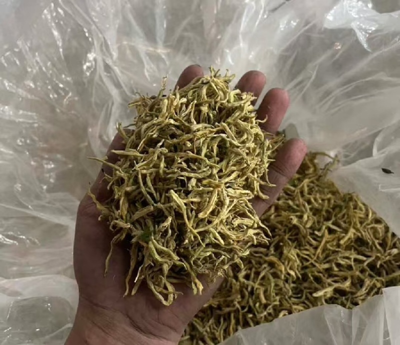 金银花北花一号种植大户产地直销价优欢迎各大老板采购