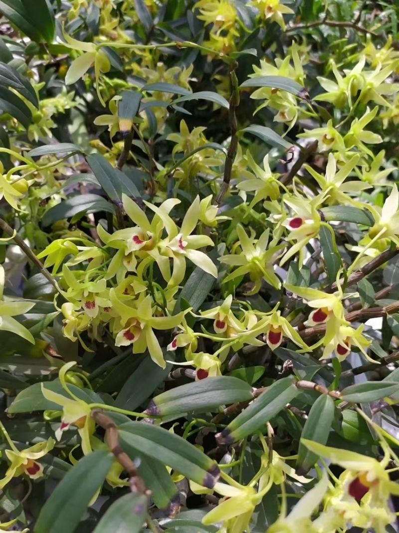 石斛花批发基地直发铁皮石斛花一手货源支持视频看货