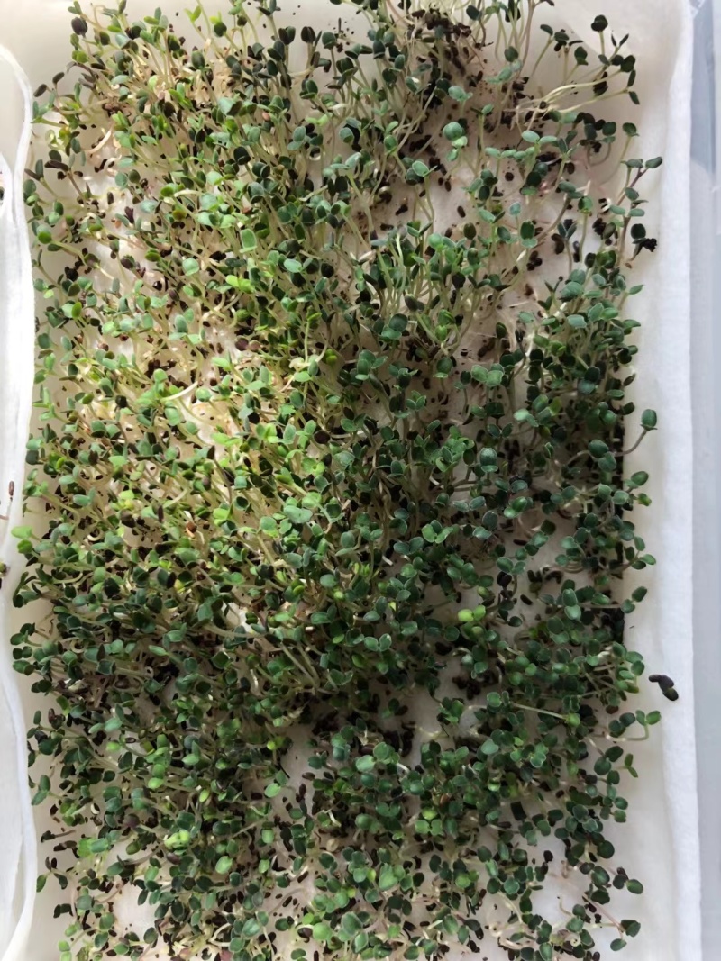 薄荷种子厂家货源批发价格全国发货价格便宜欢迎下单咨询