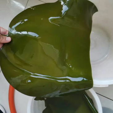 深海半干海带头，品质保证