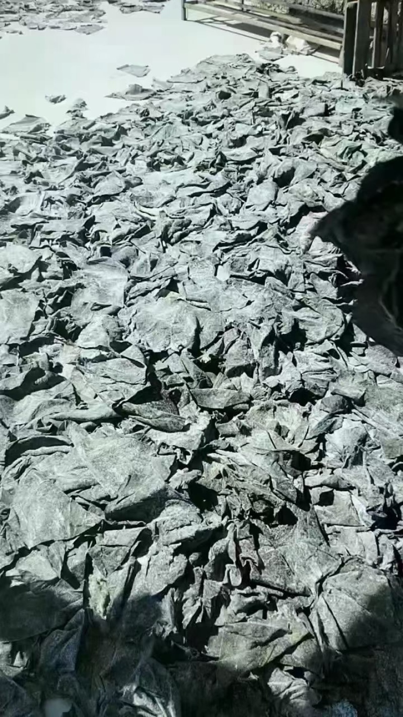 深海半干海带头，品质保证