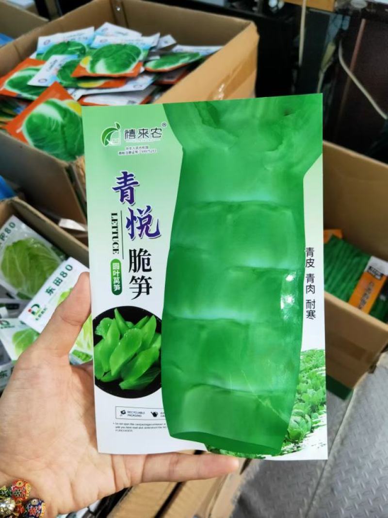 圆叶莴笋种子耐寒青皮青肉香味浓郁晚秋及冬春栽培蔬菜种子