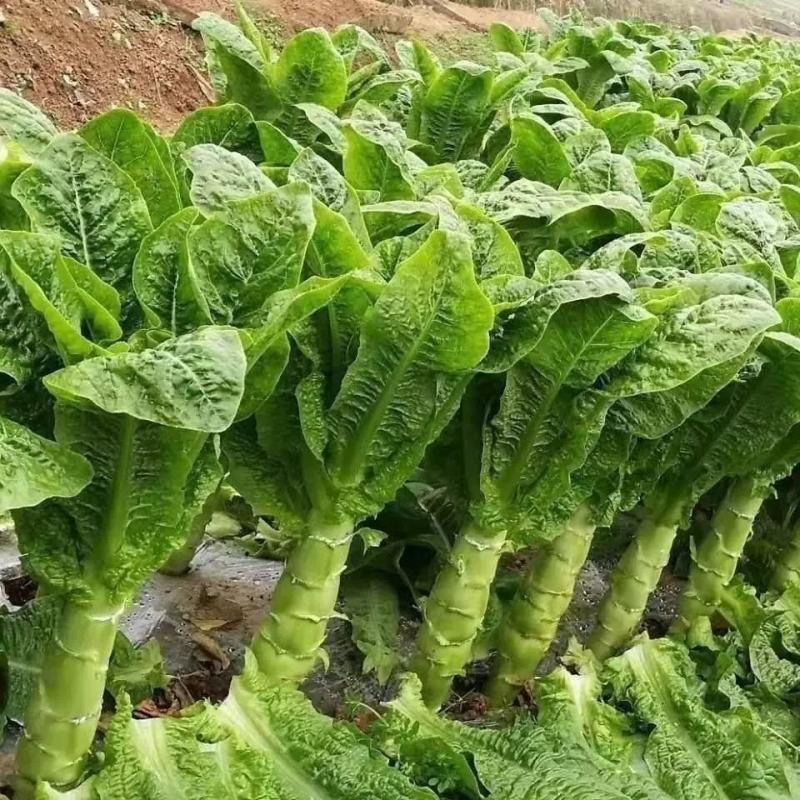 圆叶莴笋种子耐寒青皮青肉香味浓郁晚秋及冬春栽培蔬菜种子