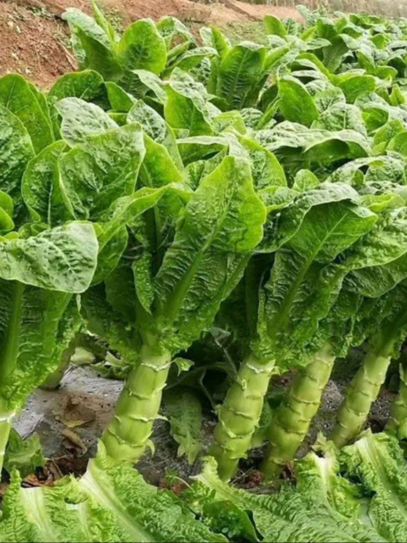 圆叶莴笋种子耐寒青皮青肉香味浓郁晚秋及冬春栽培蔬菜种子