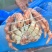 精品帝王蟹货源充足量大从优一手货源质量保证欢迎咨询