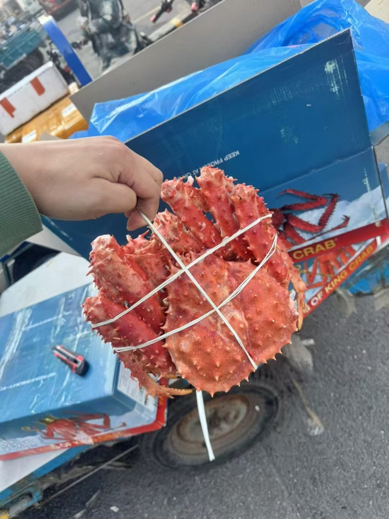 精品帝王蟹货源充足量大从优一手货源质量保证欢迎咨询