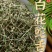 白花蛇舌草产地直发整卷批发色青顺草扎把