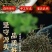 白花蛇舌草产地直发整卷批发色青顺草扎把