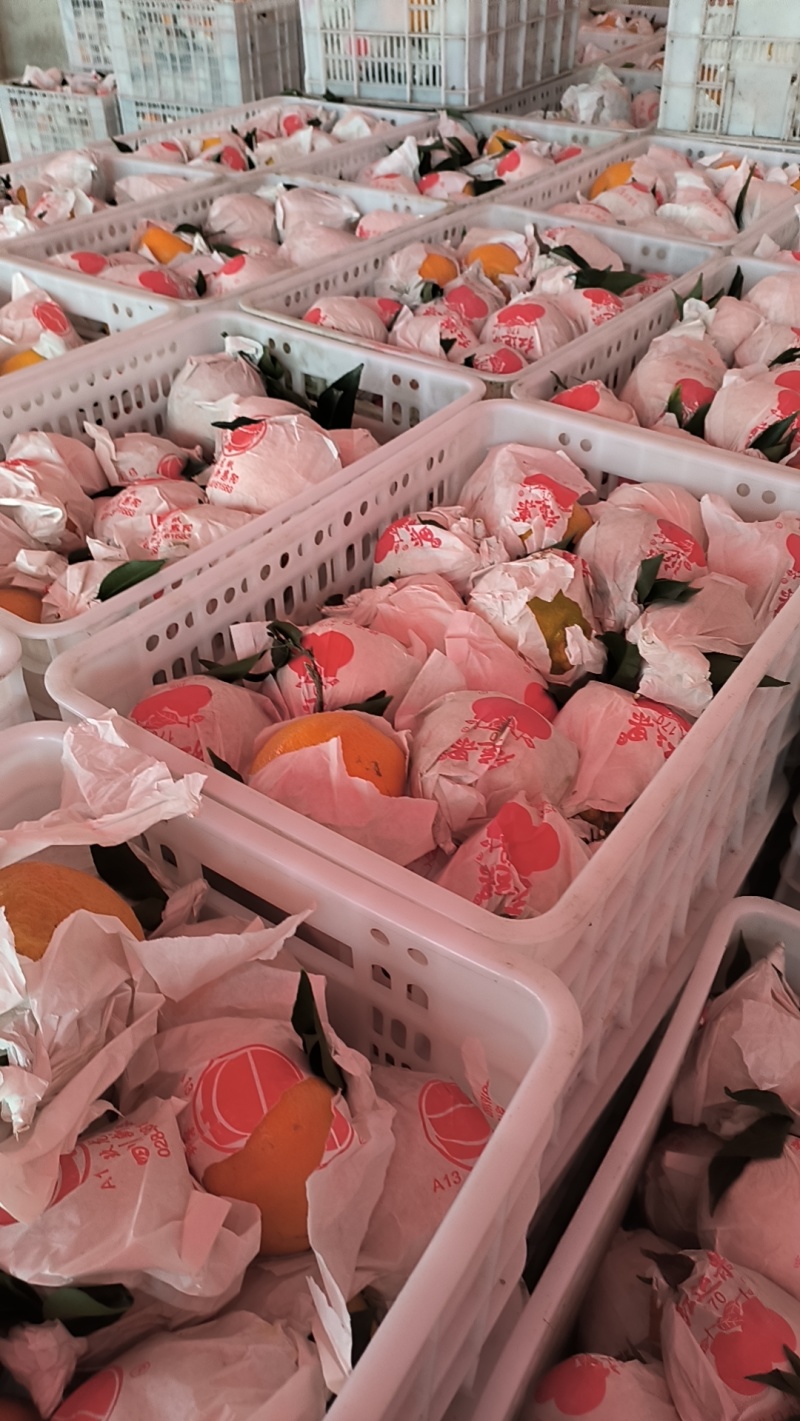 四川耙耙柑精品柑桔一手货源，现摘现发低价对接全国电商市场
