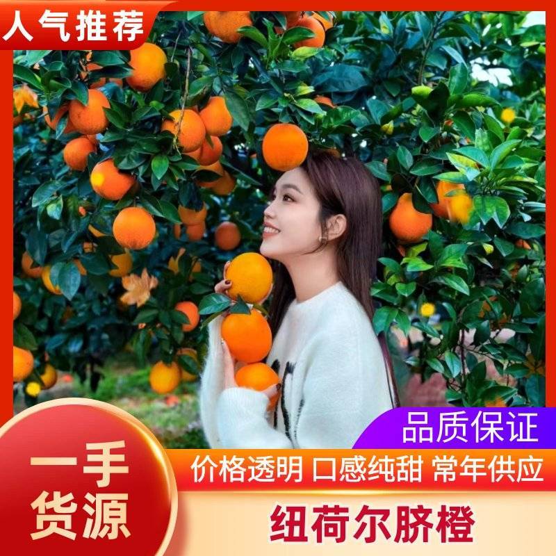 纽荷尔橙，脐橙，现采现发，对接商超，电商，市场各种平台