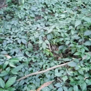大量供应野生绞股蓝鲜货