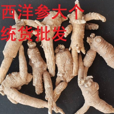 文登西洋参统货批发青岛威海日照看货方便
