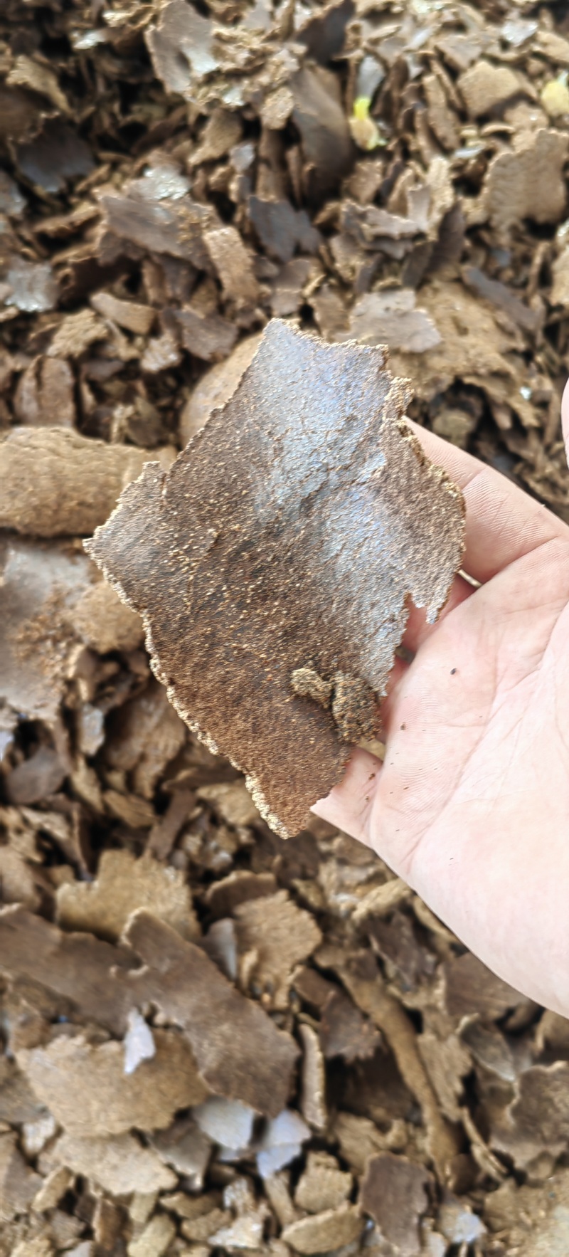 油菜籽饼油枯做鱼饲料肥料一手货源大量供应整车走货