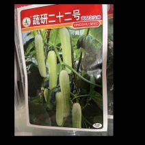 疏研二十二号白皮黄瓜杂交种子