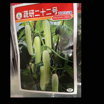 疏研二十二号白皮黄瓜杂交种子