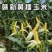 赣新黄糯玉米种子籽早熟大棒型好吃无渣黄糯玉米种籽甜糯玉