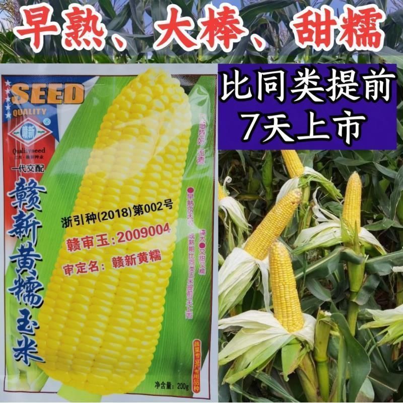 赣新黄糯玉米种子籽早熟大棒型好吃无渣黄糯玉米种籽甜糯玉
