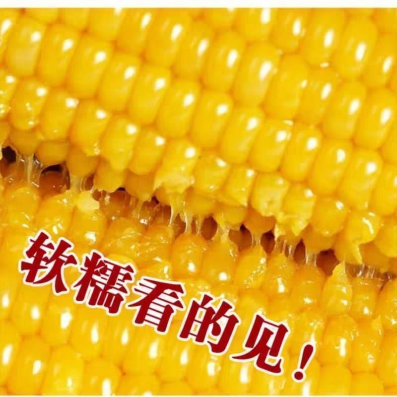 赣新黄糯玉米种子籽早熟大棒型好吃无渣黄糯玉米种籽甜糯玉