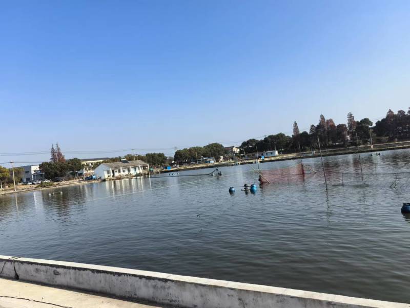 江苏鲫鱼自家渔塘常年供应价格实惠大量批发