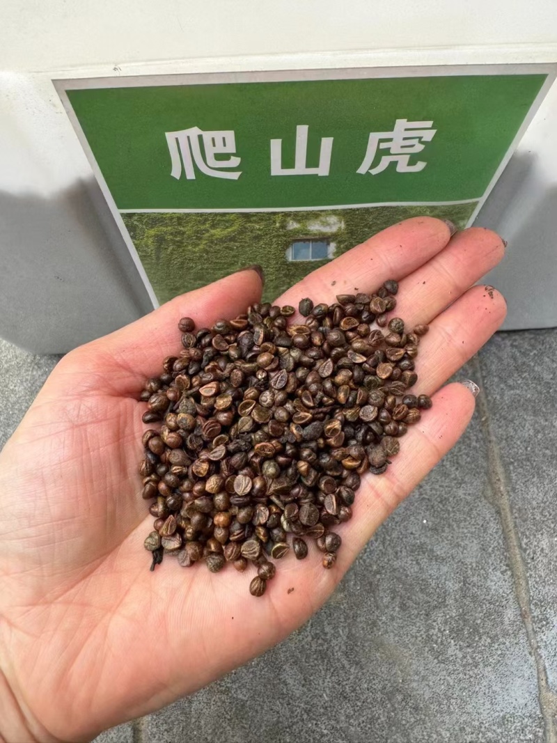 爬山虎种子厂家货源批发价格便宜全国发货欢迎下单咨询