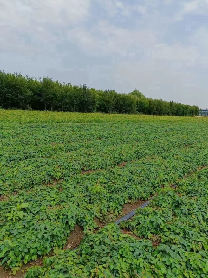 爬山虎种子厂家货源批发价格便宜全国发货欢迎下单咨询