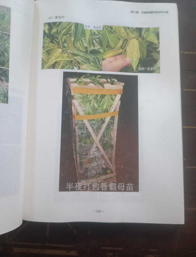 正版全新彩印刷-奇楠沉香实用种植书籍探秘奇楠绽放奇珍