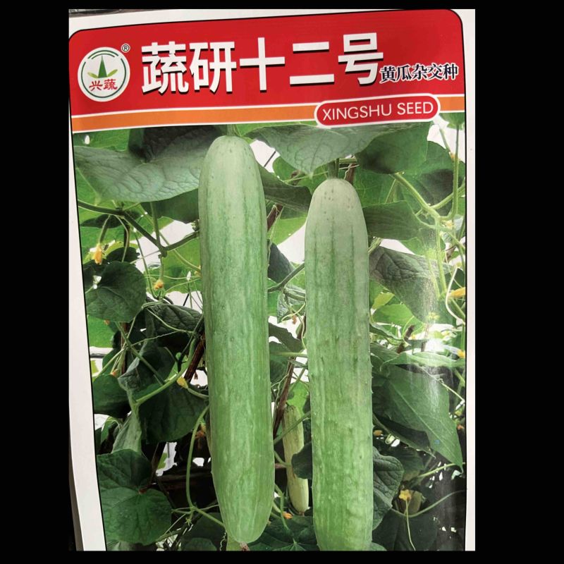 疏研十二号黄瓜杂交一代高产抗病