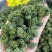云南文山三七花（品质保证）干净无杂提供包装承接批发