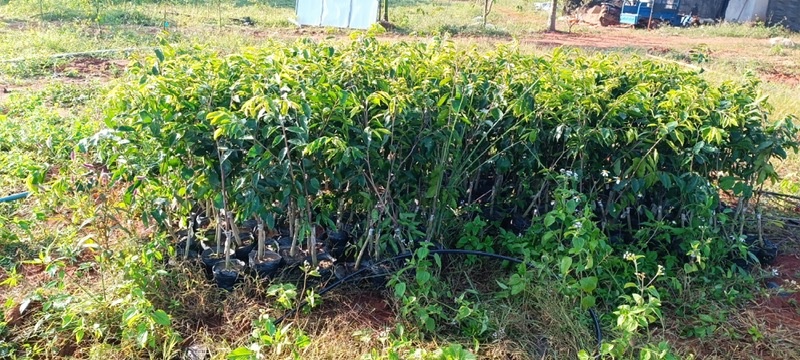 海南沉香树苗奇楠苗批发优质园林直供庭院齐楠母树芽条可嫁接