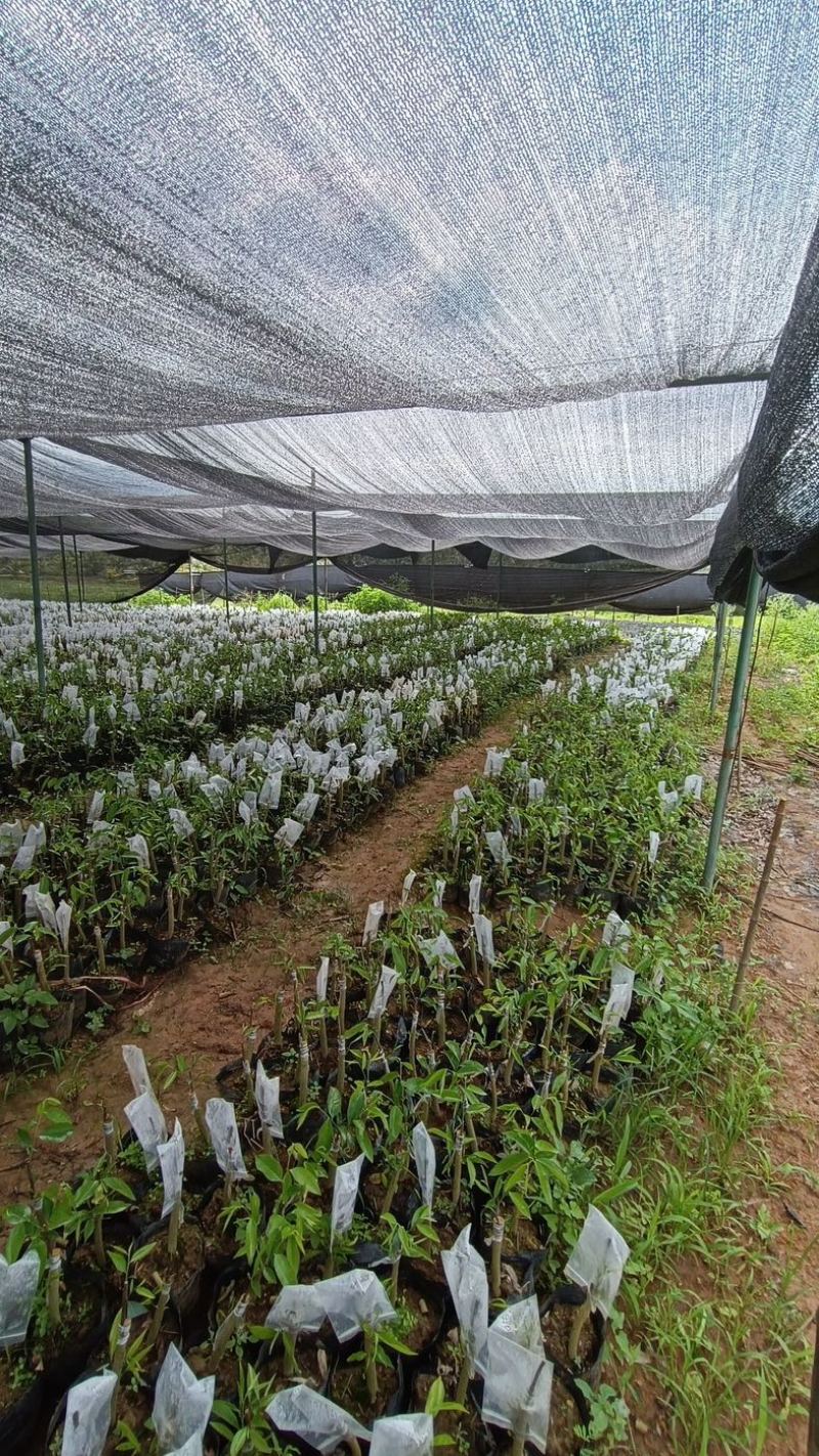 海南沉香树苗奇楠苗批发优质园林直供庭院齐楠母树芽条可嫁接