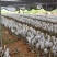 海南沉香树苗奇楠苗批发优质园林直供庭院齐楠母树芽条可嫁接