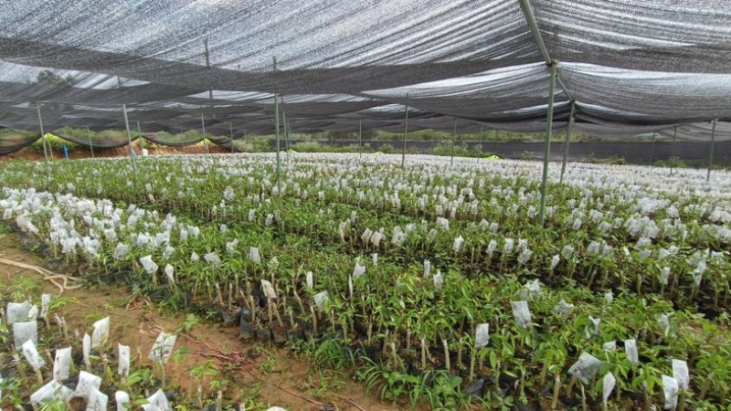 海南沉香树苗奇楠苗批发优质园林直供庭院齐楠母树芽条可嫁接