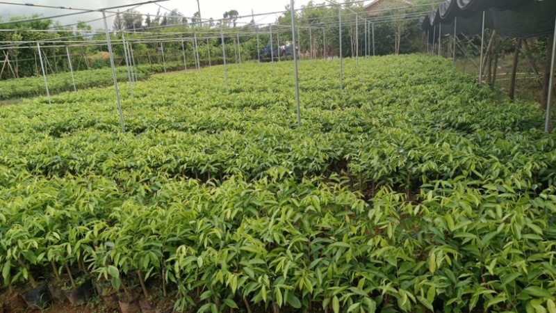 海南沉香树苗奇楠苗批发优质园林直供庭院齐楠母树芽条可嫁接