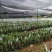 海南沉香树苗奇楠苗批发优质园林直供庭院齐楠母树芽条可嫁接