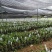 海南沉香树苗奇楠苗批发优质园林直供庭院齐楠母树芽条可嫁接