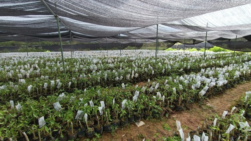 海南沉香树苗奇楠苗批发优质园林直供庭院齐楠母树芽条可嫁接