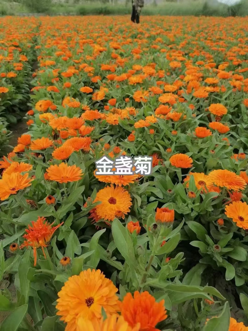 金盏菊种子四级易种易成活室内庭院景观绿化耐寒全国发货