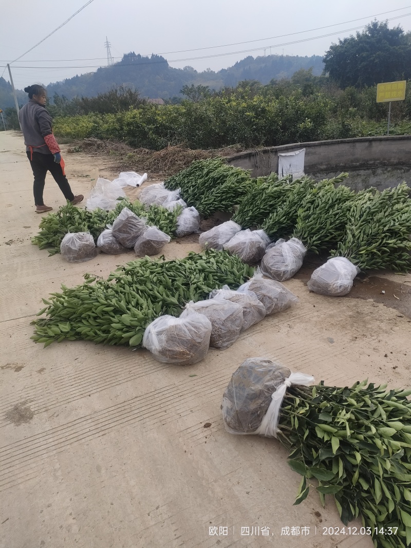 产地早熟蜜桔苗，兴津早熟无核桔，由良特早熟蜜桔苗