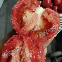 口感西红柿种子水果番茄种子早熟耐运输口感好沙瓤抗病毒高产