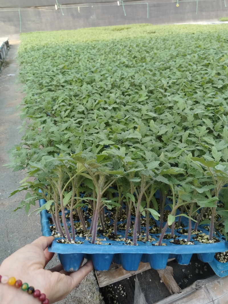 口感西红柿种子水果番茄种子早熟耐运输口感好沙瓤抗病毒高产
