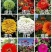 精品百日草种子四季开花易成活庭院花卉厂家货源发全国