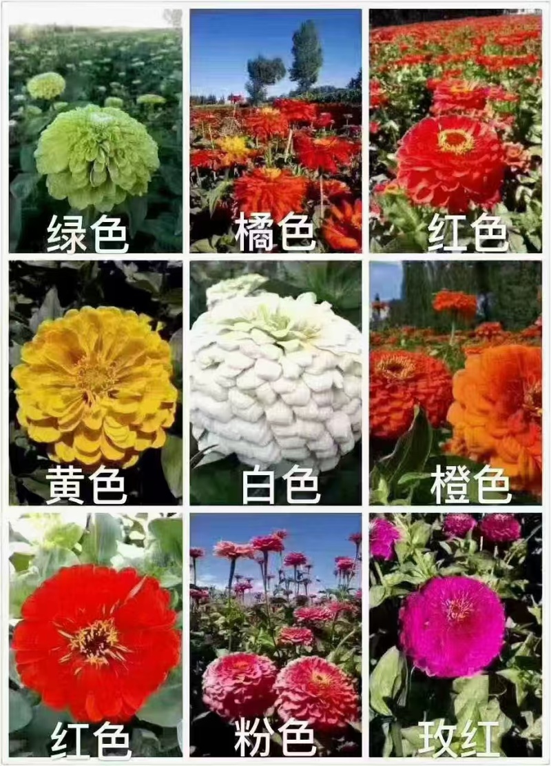 精品百日草种子四季开花易成活庭院花卉厂家货源发全国