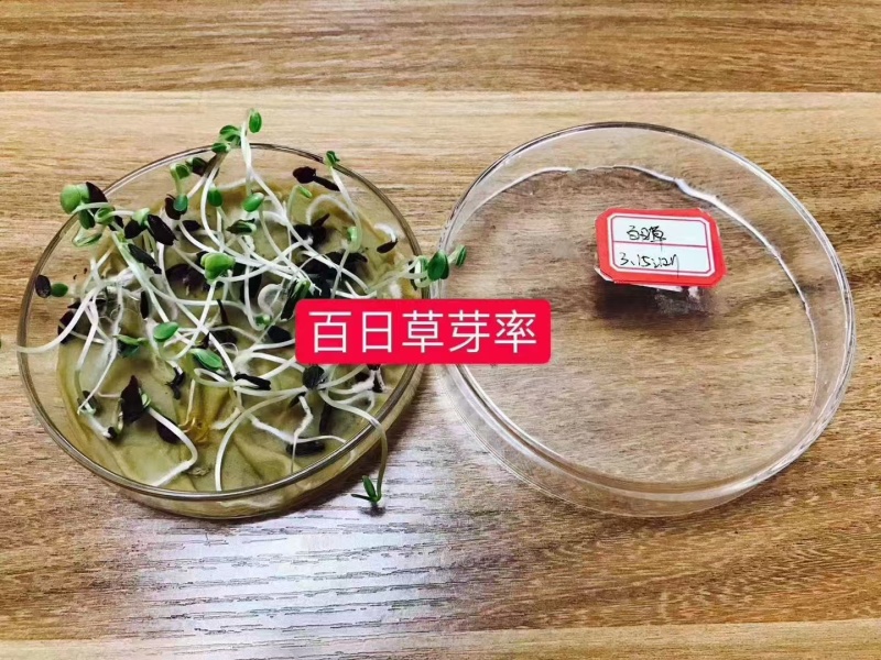 精品百日草种子四季开花易成活庭院花卉厂家货源发全国