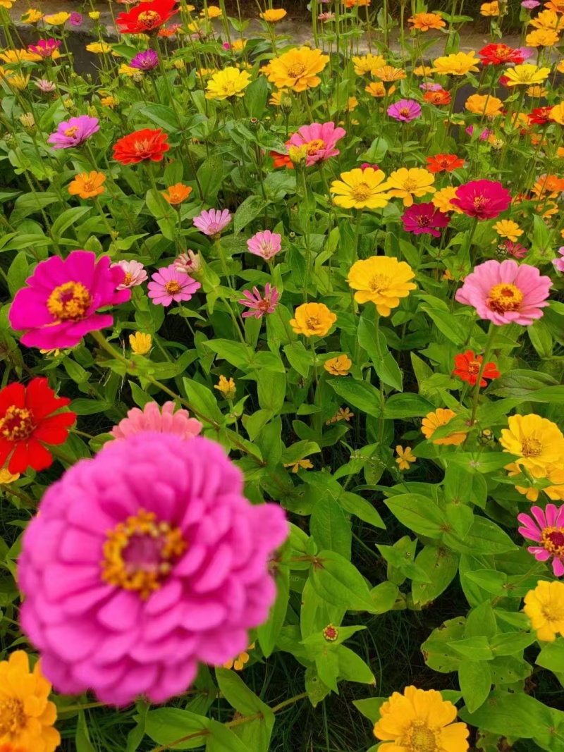 精品百日草种子四季开花易成活庭院花卉厂家货源发全国